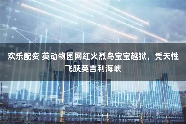 欢乐配资 英动物园网红火烈鸟宝宝越狱，凭天性飞跃英吉利海峡