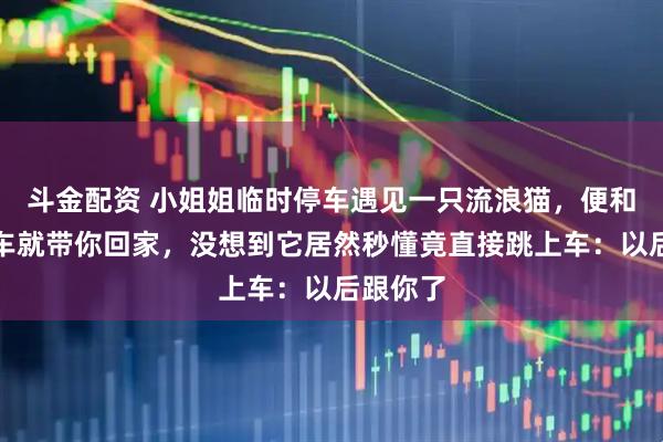 斗金配资 小姐姐临时停车遇见一只流浪猫,便和它说上车就带你回家,没想到它居然秒懂竟直接跳上车:以后跟你了